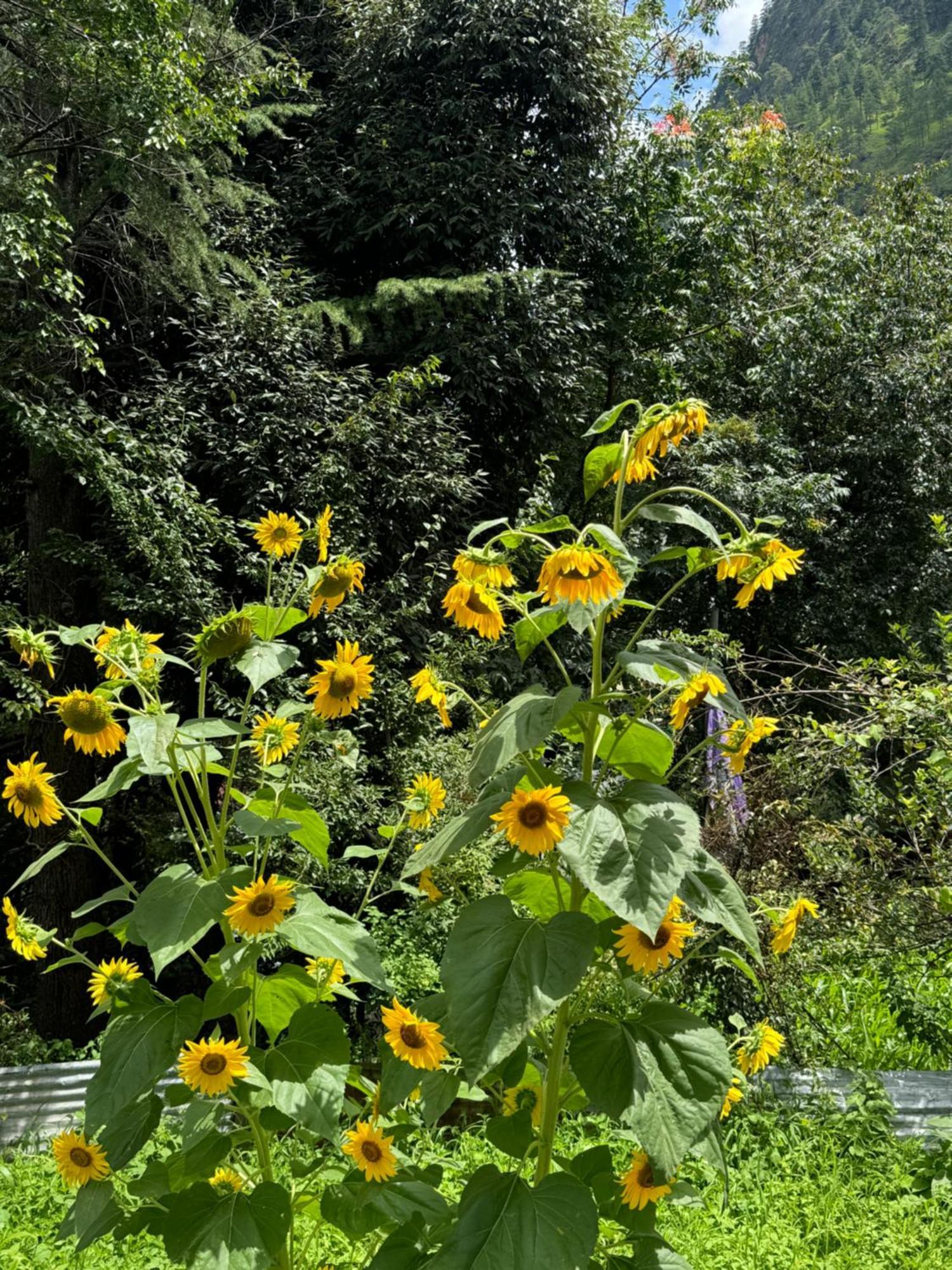 Delight Homestay Kasol Exterior photo